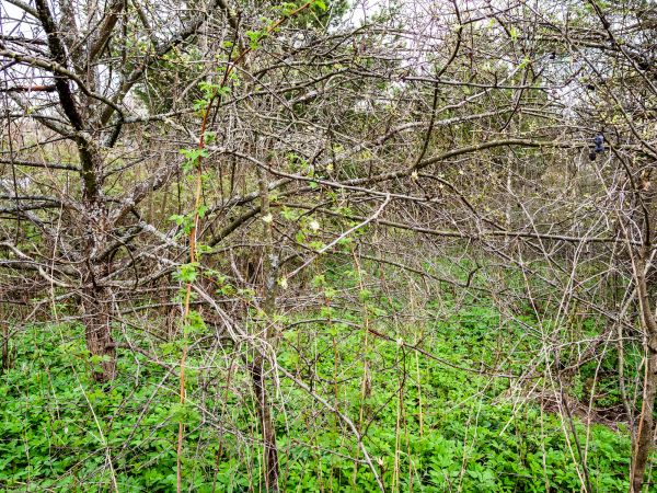 Underbrush Clearing in Rochester