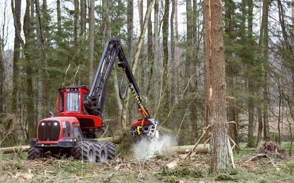 Cost of Forest Clearance Service in Rochester