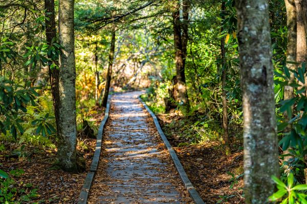 Trail Clearing in Rochester
